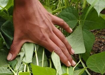 Campesinos retenidos por el ELN en Catatumbo