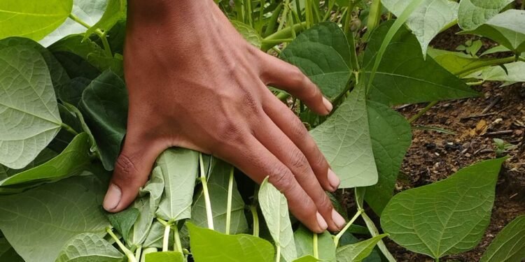 Campesinos retenidos por el ELN en Catatumbo