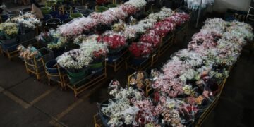 Flores colombianas, la cereza del pastel en el Día de San Valentín en Estados Unidos