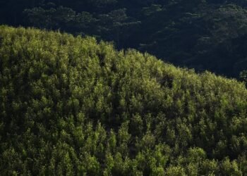 México y Bolivia se sumarán al pedido de Colombia ante ONU para despenalizar la coca