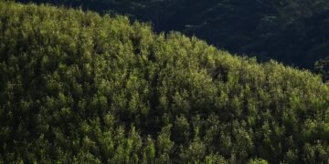 México y Bolivia se sumarán al pedido de Colombia ante ONU para despenalizar la coca