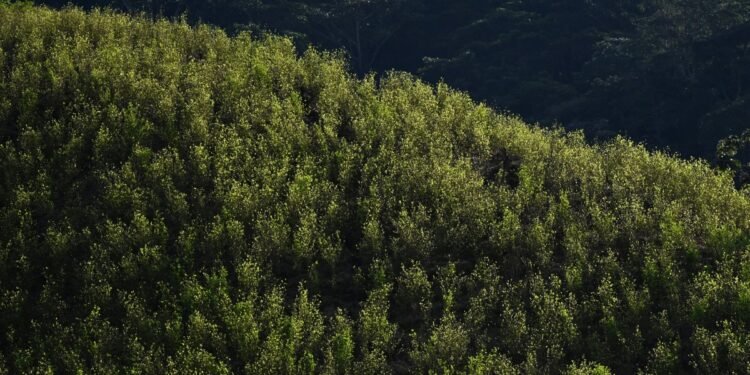 México y Bolivia se sumarán al pedido de Colombia ante ONU para despenalizar la coca