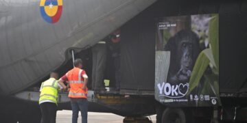 Colombia traslada a su último chimpancé en cautiverio a un santuario en Brasil