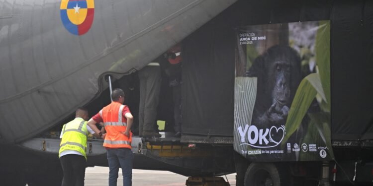 Colombia traslada a su último chimpancé en cautiverio a un santuario en Brasil