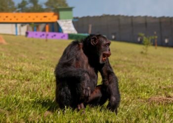 Yoko, el chimpancé solitario de Colombia que se reencuentra con su especie en Brasil