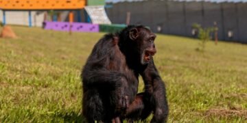 Yoko, el chimpancé solitario de Colombia que se reencuentra con su especie en Brasil