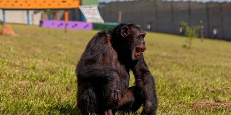 Yoko, el chimpancé solitario de Colombia que se reencuentra con su especie en Brasil