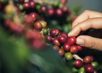 Cultivo de café en Colombia.