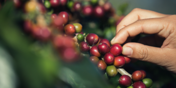 Cultivo de café en Colombia.
