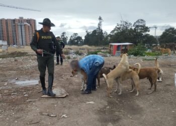 ¿Qué pasó con los perros que atacaron a joven en Bogotá y lo dejaron sin brazos?