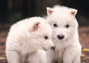 ¡La ciencia asombra al mundo! Revive especie de lobo que se extinguió hace milenios