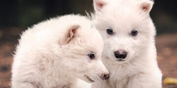 ¡La ciencia asombra al mundo! Revive especie de lobo que se extinguió hace milenios