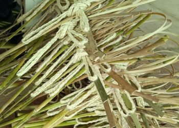 Las CAR entregarán más de 220 mil plantas para cuidar el medioambiente este Domingo de Ramos