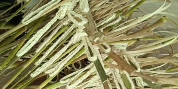 Las CAR entregarán más de 220 mil plantas para cuidar el medioambiente este Domingo de Ramos