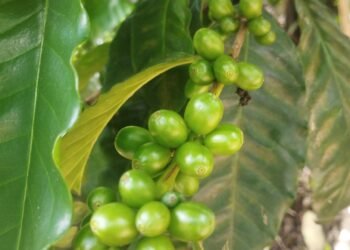 Cosecha cafetera, pasada por agua en Colombia: ¿qué pasara con la buena racha?