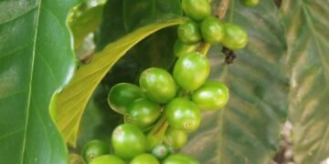Cosecha cafetera, pasada por agua en Colombia: ¿qué pasara con la buena racha?