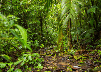 Antioquia Danta