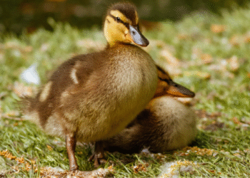 Conmovedor video: familia de patos detuvo el tráfico en vía de Santander