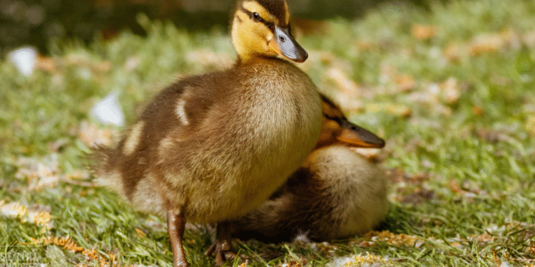 Conmovedor video: familia de patos detuvo el tráfico en vía de Santander