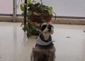 Video: Gaula de la Policía rescata a perrito que había sido raptado en Bogotá para estafar a su familia