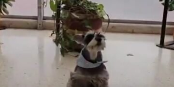 Video: Gaula de la Policía rescata a perrito que había sido raptado en Bogotá para estafar a su familia
