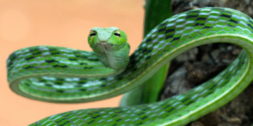 CAR incautó tres serpientes venenosas que entraron de manera ilegal a Colombia