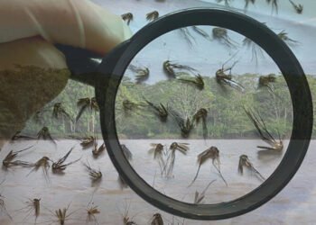 Alerta por posible brote urbano de fiebre amarilla en América Latina