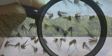 Alerta por posible brote urbano de fiebre amarilla en América Latina