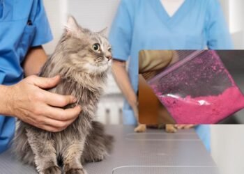 Detectan peligrosa sustancia para animales en tusi decomisado en Bogotá
