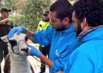 Freno a la explotación de llamas en Bogotá