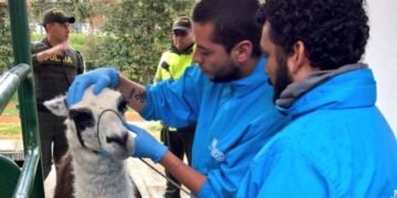 Freno a la explotación de llamas en Bogotá