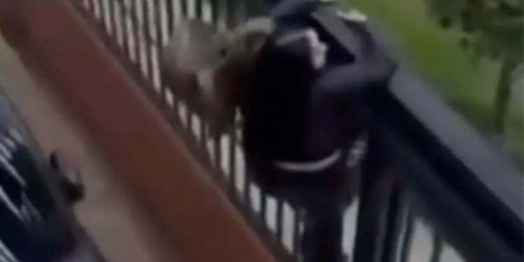 Con las manos en la masa, pescan a ladrones que se tomaron un conjunto residencial en Bogotá