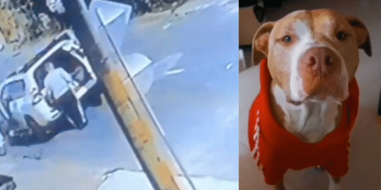 El drama de una familia en Bogotá que busca a su mascota que desapareció en el robo de su camioneta