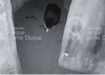 Emocionante: así fueron las primeras horas de vida de Wayra, cóndor que nació en el Jaime Duque