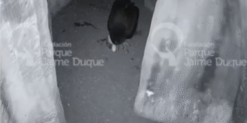 Emocionante: así fueron las primeras horas de vida de Wayra, cóndor que nació en el Jaime Duque