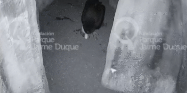 Emocionante: así fueron las primeras horas de vida de Wayra, cóndor que nació en el Jaime Duque
