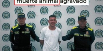 Cayó el terror de las palomas en Ocaña: las decapitaba con los dientes