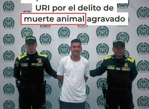 Cayó el terror de las palomas en Ocaña: las decapitaba con los dientes