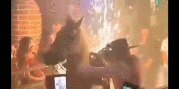 En un bar en Bogotá un caballo habría sido maltratado: autoridades toman medidas