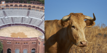 Se acaban las corridas de toros: la Corte dio su aval para prohibirlas así como la pelea de gallos. ¿Qué pasa con las cabalgatas?