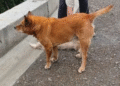 Horror: perro fue encontrado ahorcado con alambre en Manizales