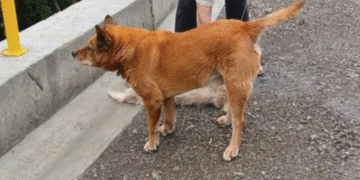 Horror: perro fue encontrado ahorcado con alambre en Manizales