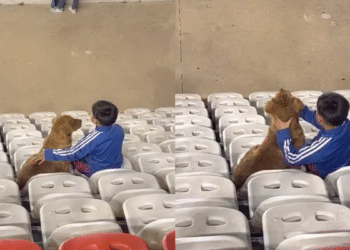 La conmovedora imagen de un niño que lleva a su perro al estadio a ver a su equipo