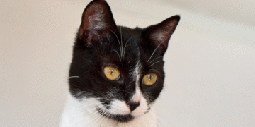 maltrato a un gato en la base militar de Tolemaida: