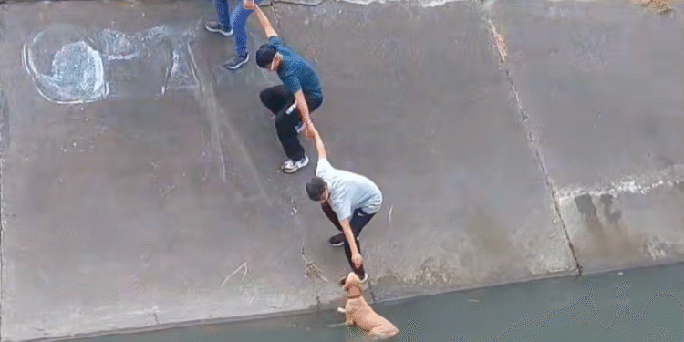 Video: perro cayó a un caño en Bogotá y fue rescatado gracias a una cadena humana