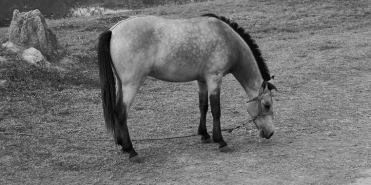 Niña de 4 años murió tras caer de caballo que hacía parte de un restaurante campestre