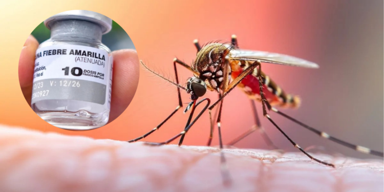 Aumentan los casos de fiebre amarilla