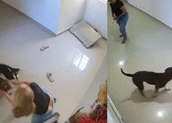 En Barranquilla, niño resultó gravemente herido tras ser atacado por un perro