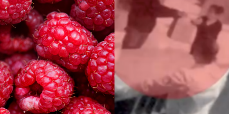 Video revela cómo fue la entrega de frambuesas con talio que ocasionaron muerte de menores en Bogotá