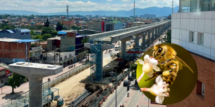 Abejas hacen una pausa en las obras del Metro de Bogotá